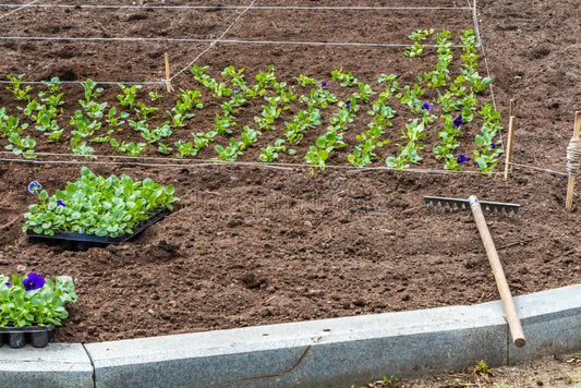 Säsongens Bästa: Vad Du Kan Plantera och Skörda Just Nu